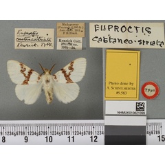 /filer/webapps/moths/media/images/C/castaneostriata_Euproctis_HT_BMNHa.jpg