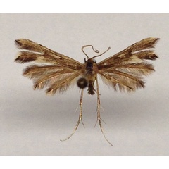 /filer/webapps/moths/media/images/H/huntii_Pselnophorus_HT_BMNH.jpg