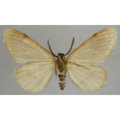 /filer/webapps/moths/media/images/D/delphinensis_Colocleora_AM_ZSMb.jpg