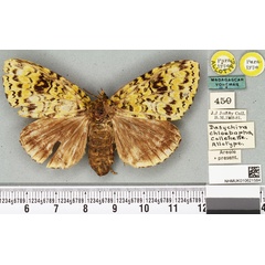 /filer/webapps/moths/media/images/C/chloebapha_Dasychira_AT_BMNH.jpg