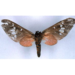 /filer/webapps/moths/media/images/L/laureola_Balacra_STF_BMNH_01.jpg
