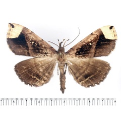 /filer/webapps/moths/media/images/A/apicata_Deinypena_AM_BMNH.jpg