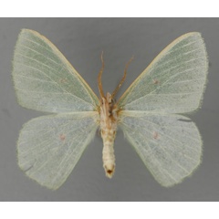 /filer/webapps/moths/media/images/R/rhodocycla_Prasinocyma_A_ZSM_02.jpg