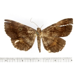 /filer/webapps/moths/media/images/F/flavithorax_Macella_AF_BMNH.jpg