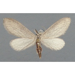 /filer/webapps/moths/media/images/S/stenoptila_Zygophyxia_AF_TMSA.jpg