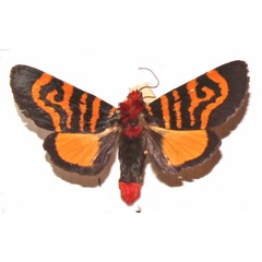 /filer/webapps/moths/media/images/F/fasciata_Daphoenura_A_MNHN.jpg
