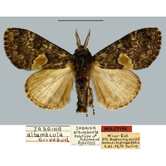 /filer/webapps/moths/media/images/A/albimacula_Jabaina_HT_MNHN.jpg