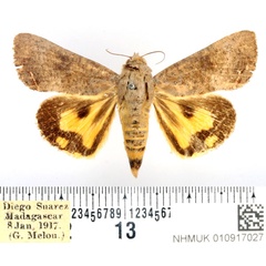/filer/webapps/moths/media/images/F/florens_Hypocala_AF_BMNH.jpg