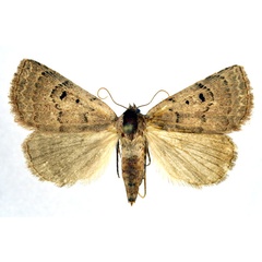 /filer/webapps/moths/media/images/A/albivena_Eublemma_AF_NHMO.jpg