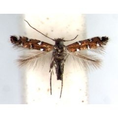 /filer/webapps/moths/media/images/G/gautengi_Porphyrosela_HT_RMCA.jpg
