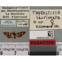 /filer/webapps/moths/media/images/L/lacrimata_Thyrosticta_PTF_BMNHa.jpg