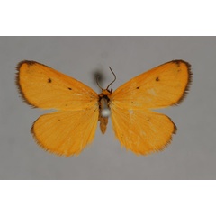 /filer/webapps/moths/media/images/U/unicolor_Ochrota_A_BMNH.jpg