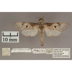 /filer/webapps/moths/media/images/S/simillima_Aethalopteryx_A_OUMNHa.jpg