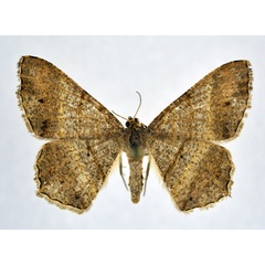 /filer/webapps/moths/media/images/R/rectilinea_Chiasmia_AF_NHMO.jpg