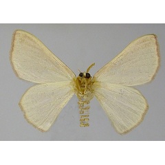 /filer/webapps/moths/media/images/P/plantei_Victoria_HT_ZSMb.jpg