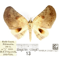 /filer/webapps/moths/media/images/S/sigillata_Hollandia_AM_BMNH_02.jpg