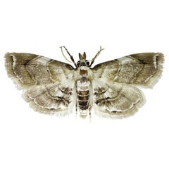 /filer/webapps/moths/media/images/S/samueli_Trichophysetis_HT_BMNH.jpg