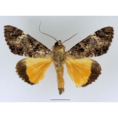 /filer/webapps/moths/media/images/P/pseudomarmoratus_Ulotrichopus_AM_Basquin.jpg