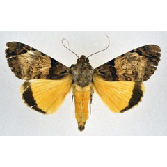 /filer/webapps/moths/media/images/V/variegata_Ulotrichopus_A_NHMO.jpg