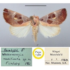 /filer/webapps/moths/media/images/R/roseitincta_Westermannia_PT_BMNH.jpg