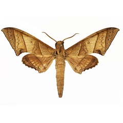 /filer/webapps/moths/media/images/O/orthographus_Polyptychus_AM_Basquin_03.jpg