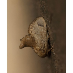/filer/webapps/moths/media/images/S/sordida_Rhypteira_A_Voaden.jpg