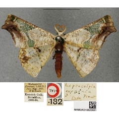 /filer/webapps/moths/media/images/O/oxygonia_Leptocolpia_HT_BMNH.jpg