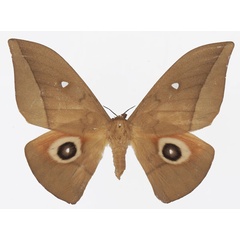 /filer/webapps/moths/media/images/A/acuta_Lobobunaea_AF_Basquina.jpg