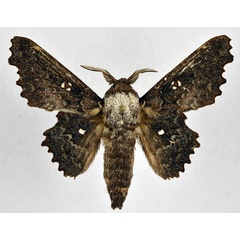 /filer/webapps/moths/media/images/E/excavata_Mimopacha_AM_NHMO.jpg