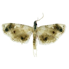 /filer/webapps/moths/media/images/A/actalellus_Leucinocrambus_HT_MNHN.jpg