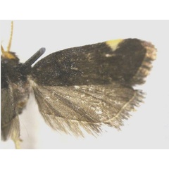 /filer/webapps/moths/media/images/K/kapangaensis_Thubdora_HT_RMCA.jpg