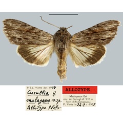 /filer/webapps/moths/media/images/M/malagassa_Cucullia_AT_MNHN.jpg