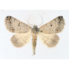 /filer/webapps/moths/media/images/M/misera_Plecoptera_AM_TMSA_01.jpg