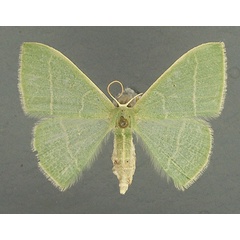 /filer/webapps/moths/media/images/R/rubripunctilla_Neromia_AF_TMSA.jpg