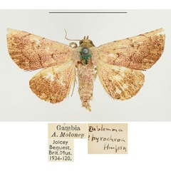 /filer/webapps/moths/media/images/P/pyrochroa_Eublemma_A_BMNH.jpg