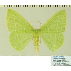 /filer/webapps/moths/media/images/C/clavicornis_Neromia_AF_ZSM.jpg