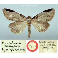 /filer/webapps/moths/media/images/N/noloides_Procrateria_HT_BMNH.jpg