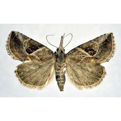 /filer/webapps/moths/media/images/S/stefanieae_Zekelita_A_NHMO.jpg