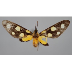 /filer/webapps/moths/media/images/L/lambertoni_Maculonaclia_PT_BMNH.jpg