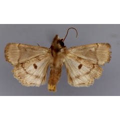 /filer/webapps/moths/media/images/E/ethiopica_Elyptron_A_RMCA_02.jpg