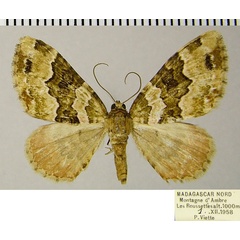 /filer/webapps/moths/media/images/R/rhodopnoa_Mimoclystia_AF_ZSM_01.jpg