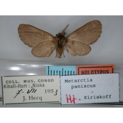 /filer/webapps/moths/media/images/P/paniscus_Metarctia_HT_RMCA_02.jpg