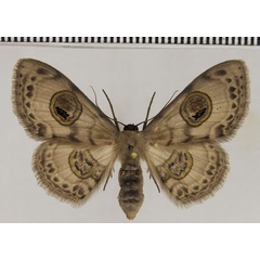 /filer/webapps/moths/media/images/H/hoppei_Problepsis_PT_Stadie.jpg