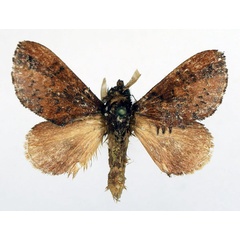 /filer/webapps/moths/media/images/A/aerea_Sunnepha_AM_Basquin_02.jpg