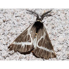 /filer/webapps/moths/media/images/P/picarina_Sabalia_A_Grimm_02.jpg