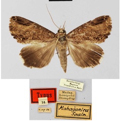 /filer/webapps/moths/media/images/M/mahagonica_Melipotis_HT_SNMF.jpg