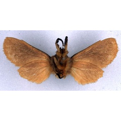 /filer/webapps/moths/media/images/J/jansei_Metarctia_HT_BMNH_02.jpg