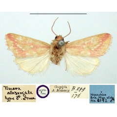 /filer/webapps/moths/media/images/A/albiseriata_Timora_LT_BMNH.jpg