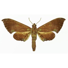 /filer/webapps/moths/media/images/E/enodia_Polyptychus_AF_Basquin.jpg