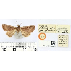 /filer/webapps/moths/media/images/P/pallidicosta_Hyssia_HT_BMNH.jpg